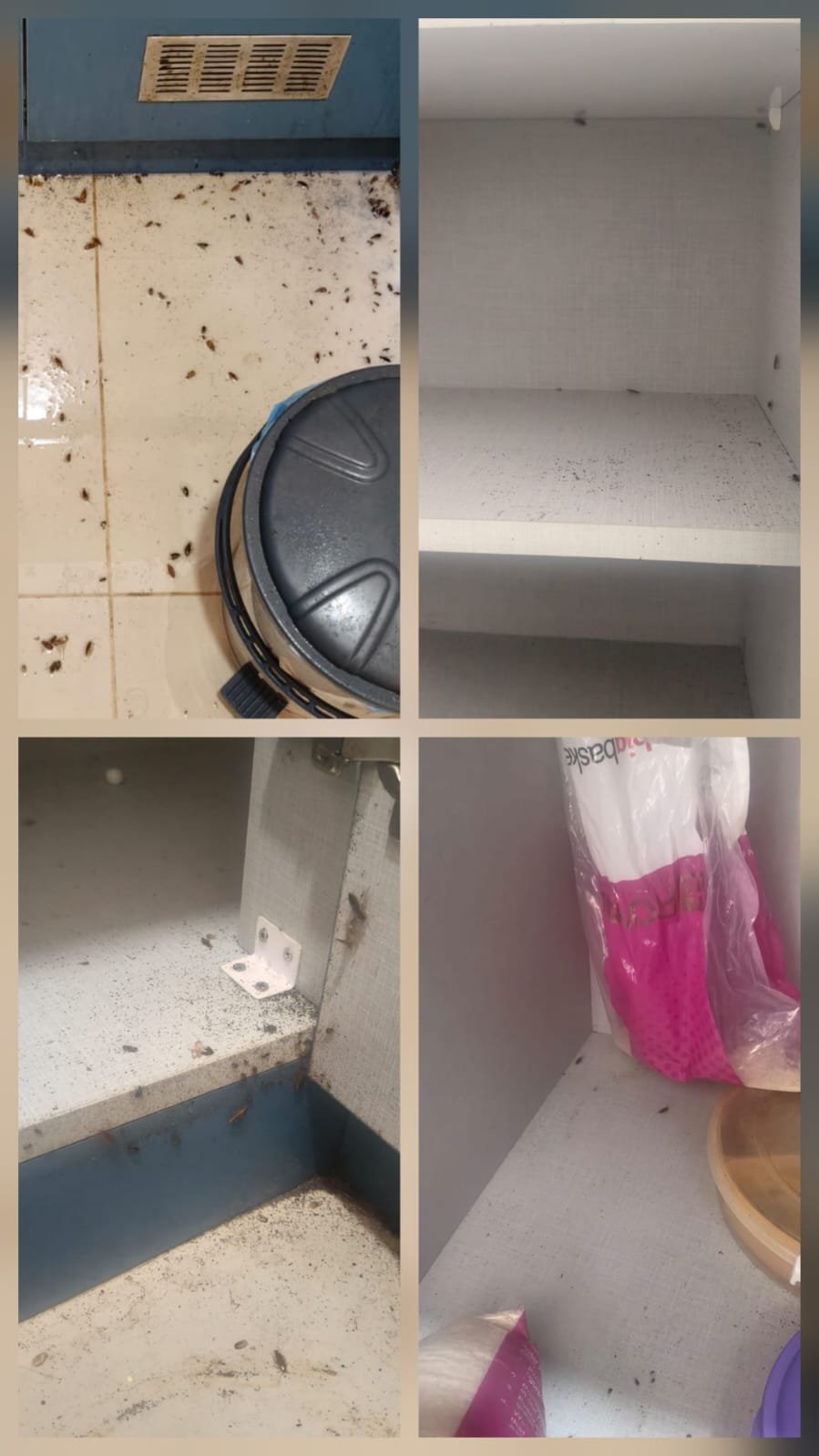 Before after pest control treatment outcome Bangalore