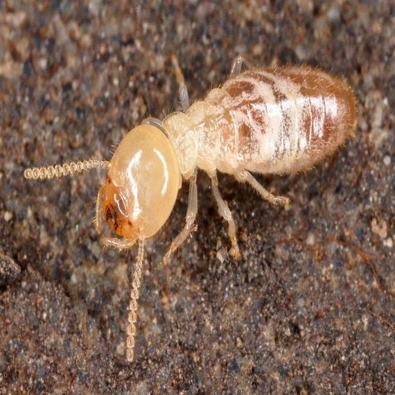 Termite pre-construction treatment Bangalore