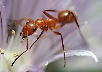 Ant treatment Bangalore