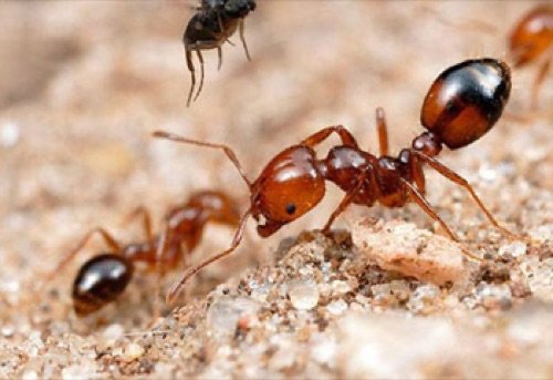 Ant close-up