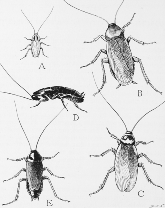 Cockroach prevention and control tips for Bangalore homes and businesses