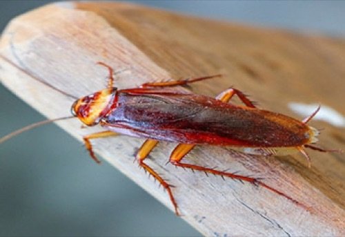 Cockroach close-up