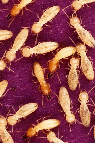 Anti Termite Control Bangalore