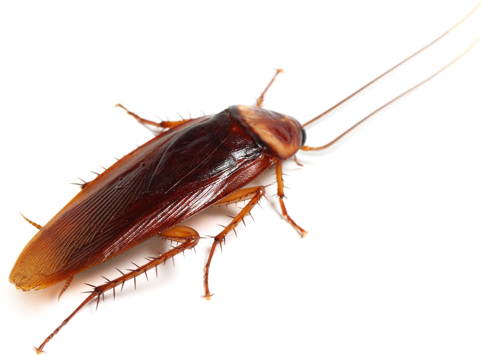 American Cockroach