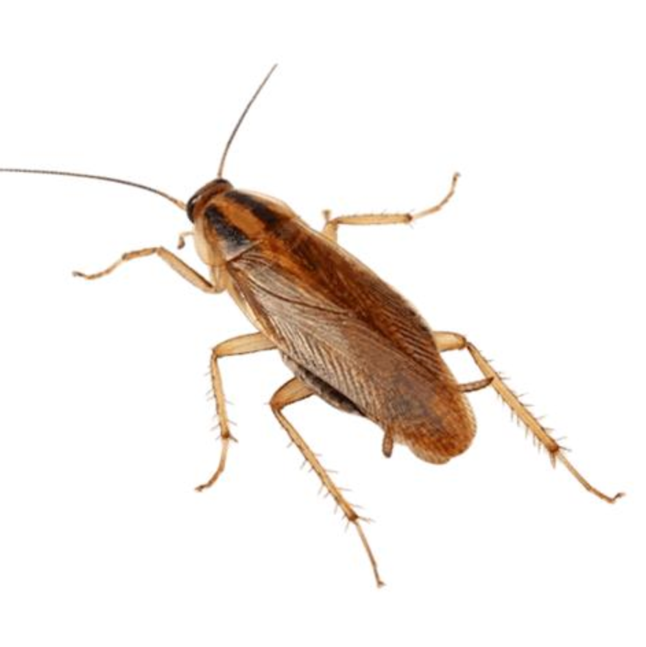 German cockroach identification Bangalore