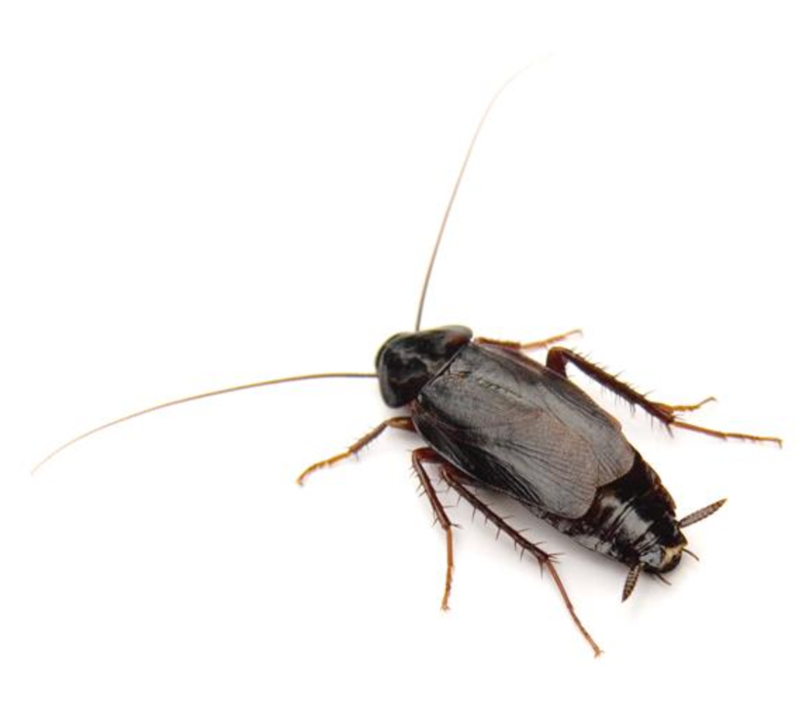 Oriental Cockroach