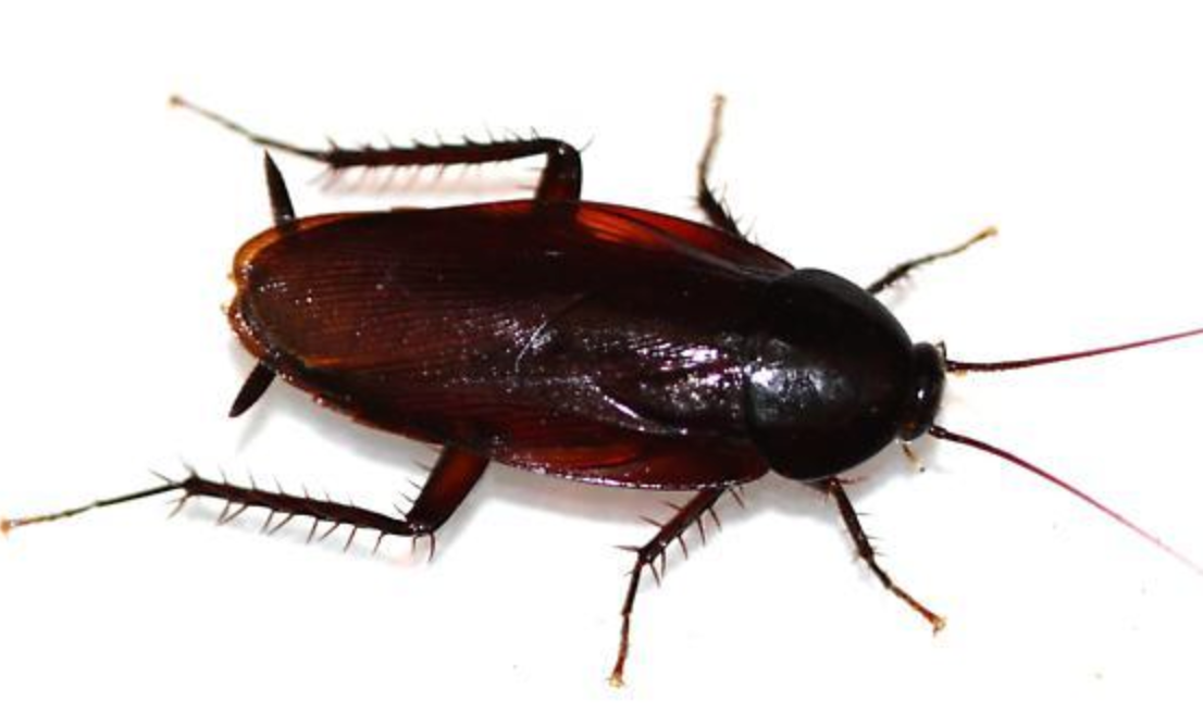 Smokybrown Cockroach