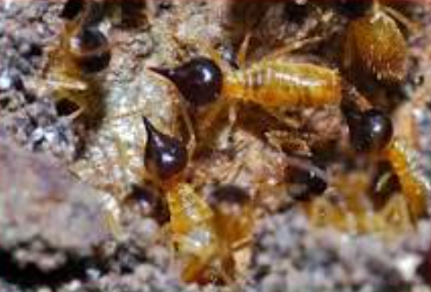 Arboreal (Tree) Termite