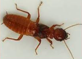Dampwood Termite