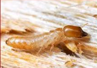 Drywood Termite