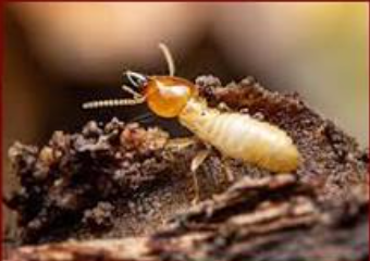 Subterranean Termite