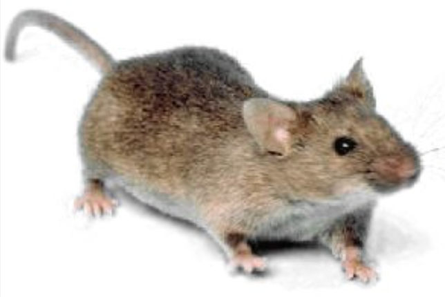 House Mouse