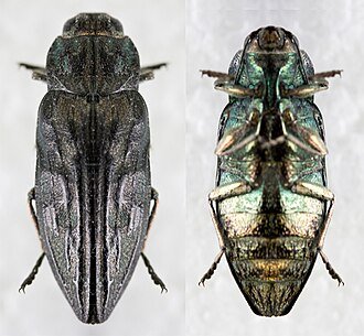 Wood Borer Treatment Bangalore
