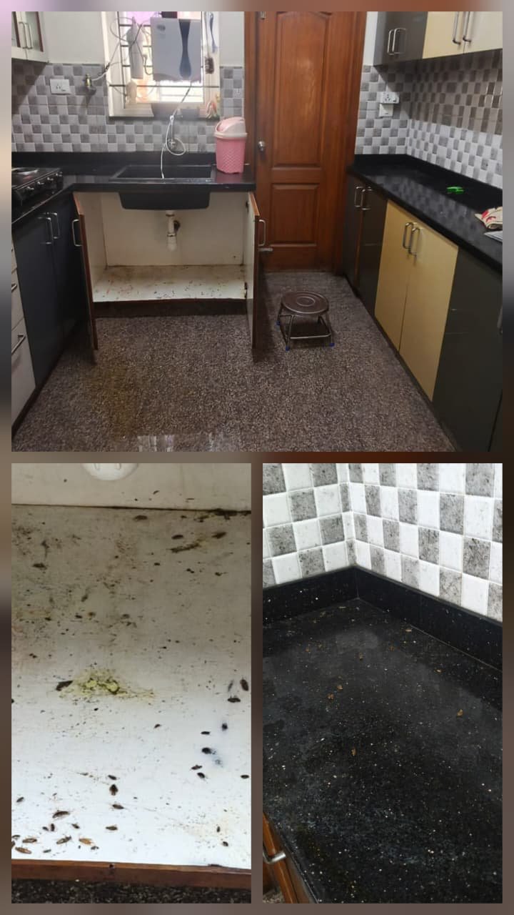 Real rodent treatment result Bangalore