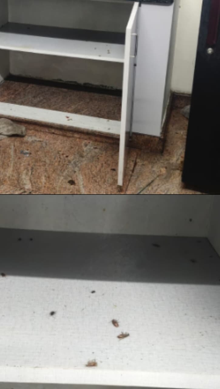 Real rodent treatment result Bangalore
