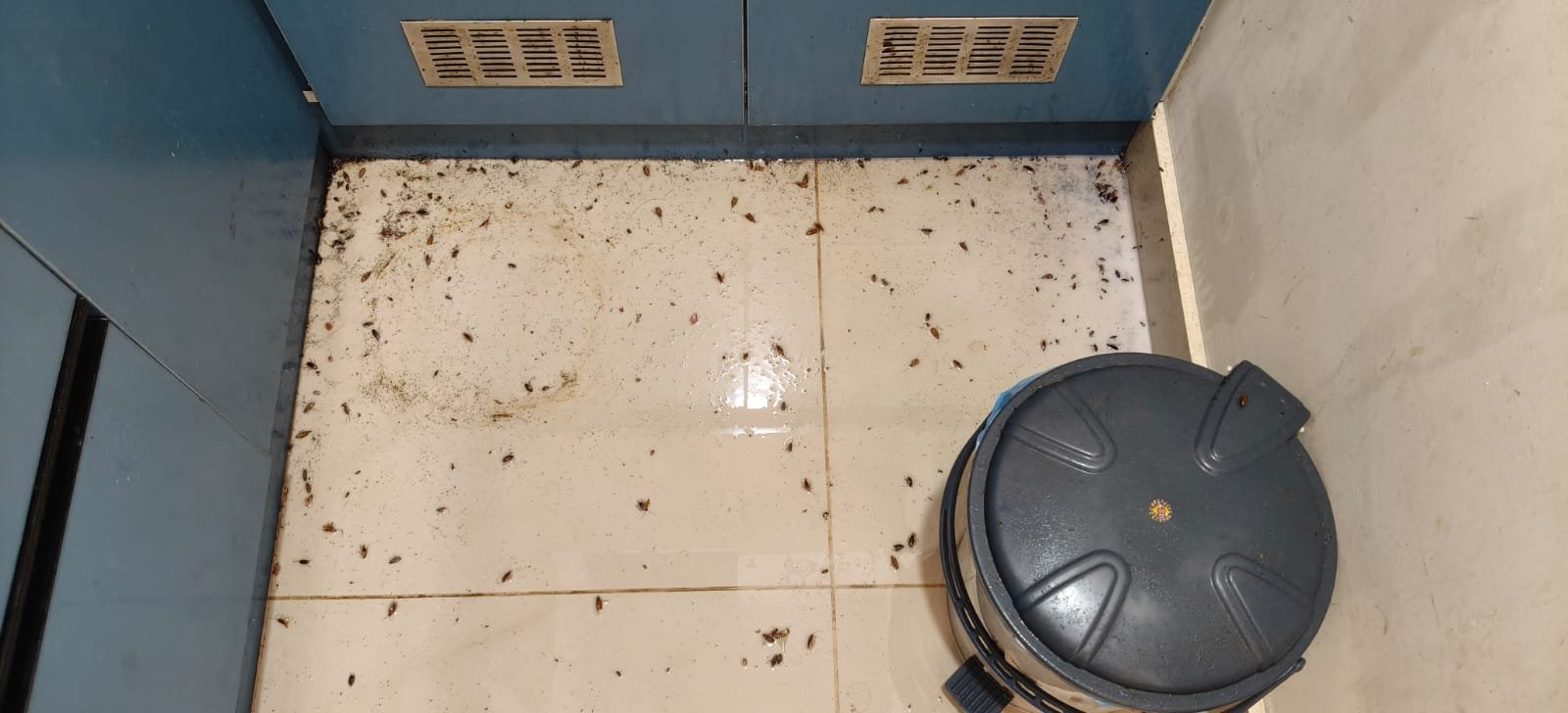 Real rodent treatment result Bangalore