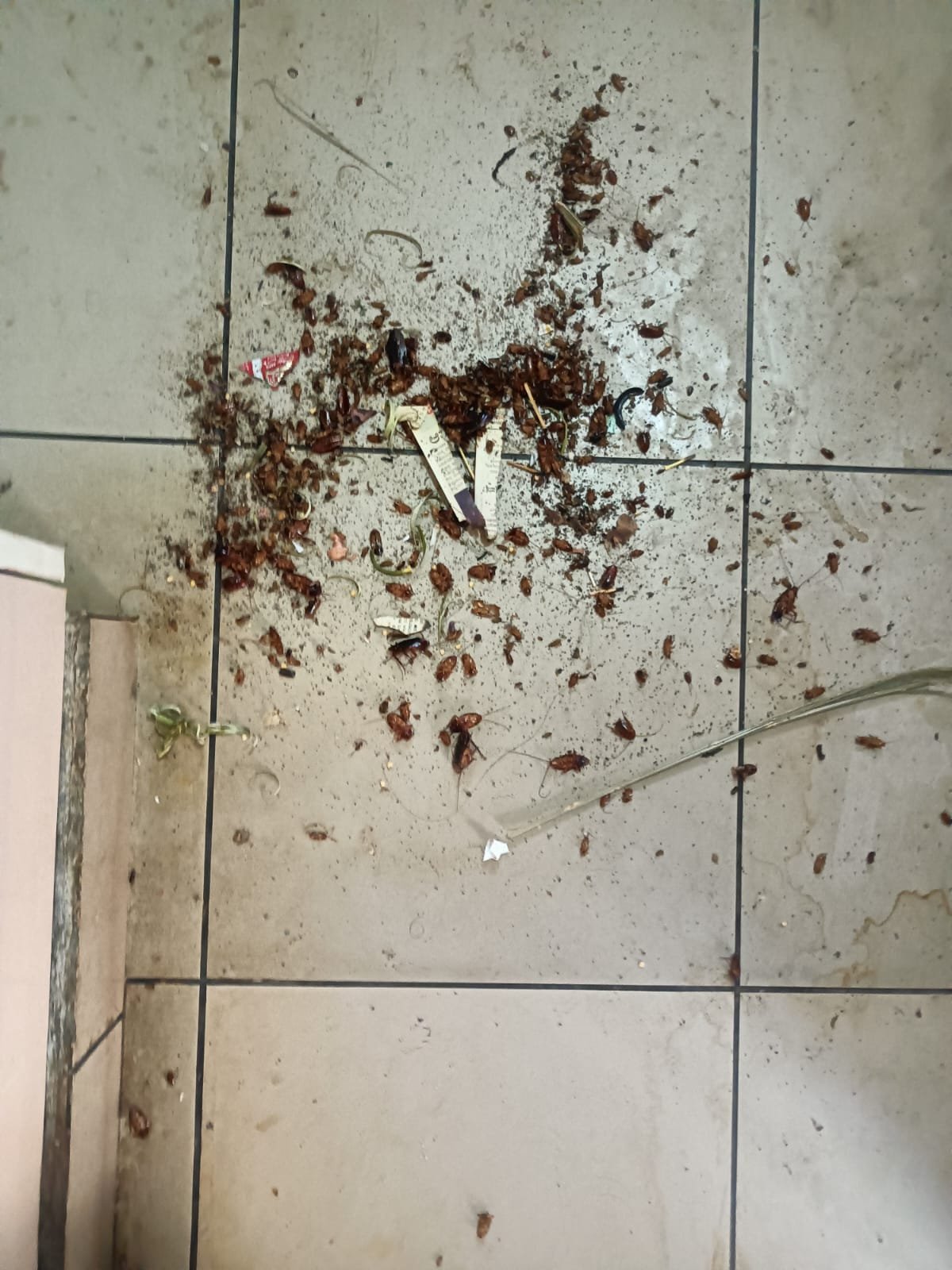 Real rodent treatment result Bangalore