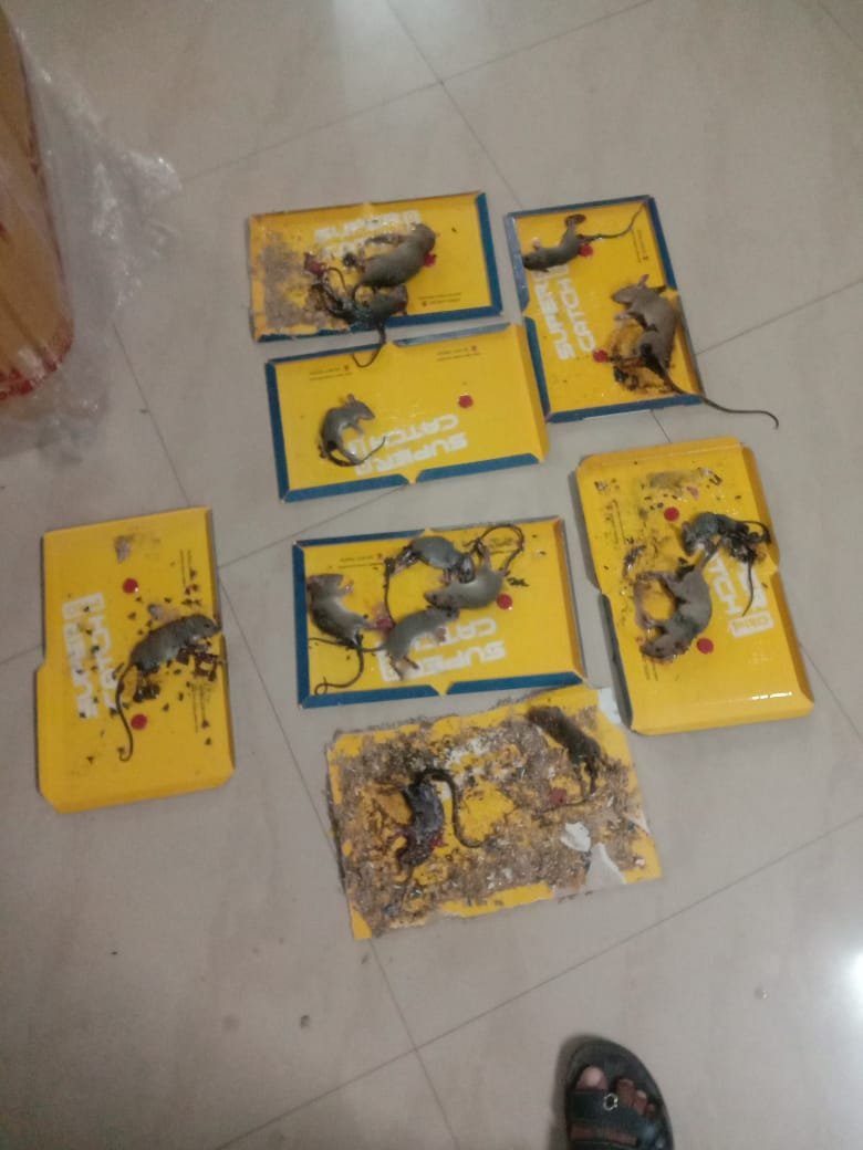 Rodent control service Bangalore