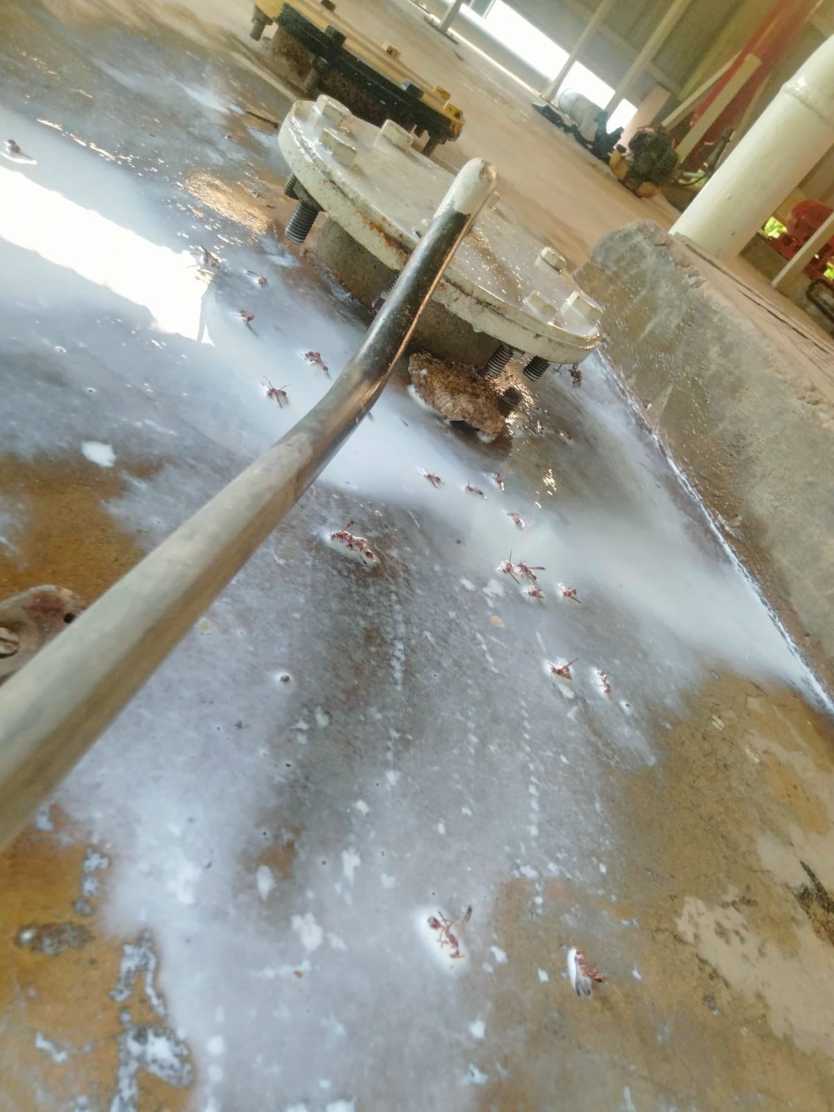 Pest control treatment result Bangalore