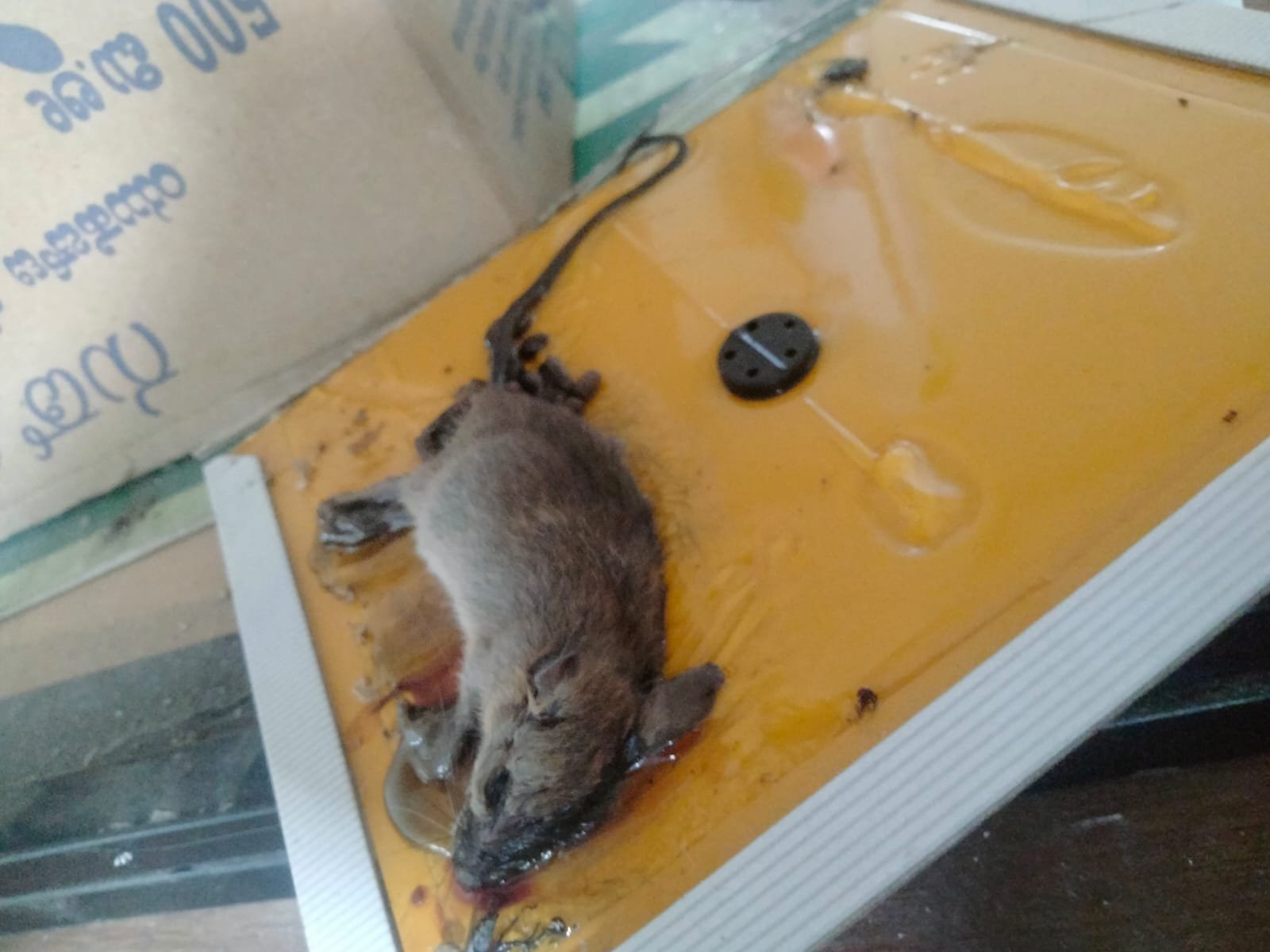 Pest control treatment result Bangalore