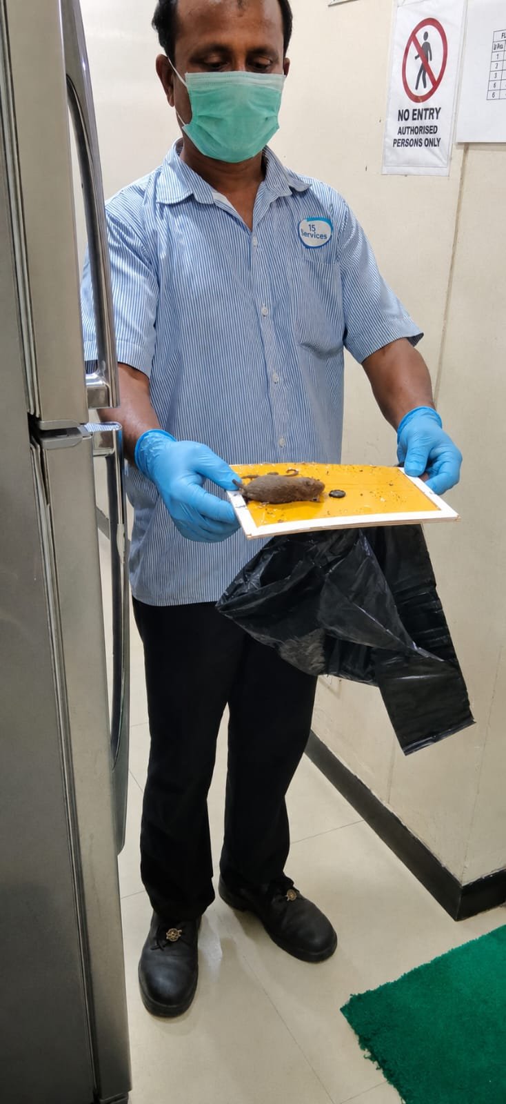 Pest control treatment result Bangalore