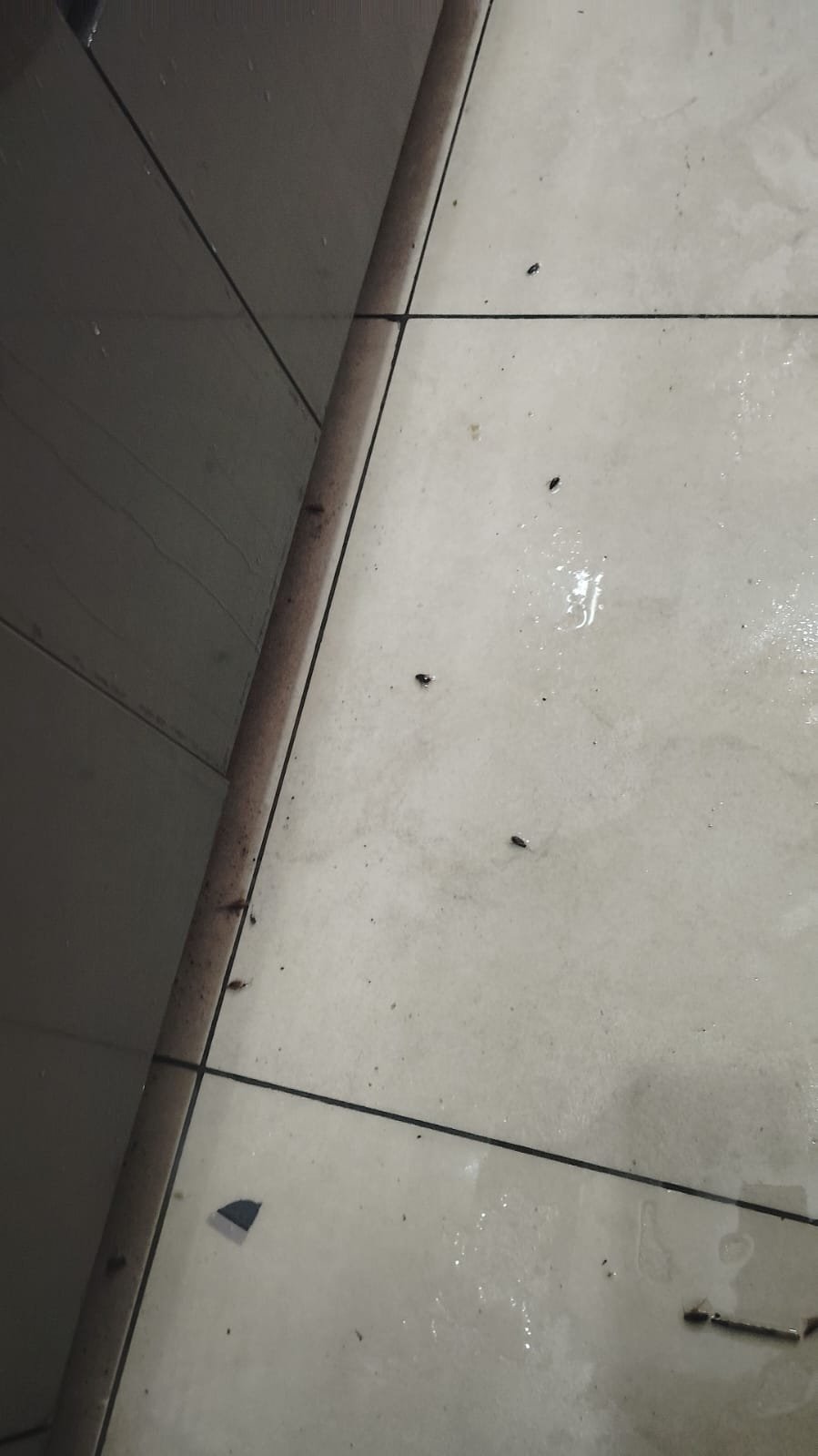 Pest control treatment result Bangalore