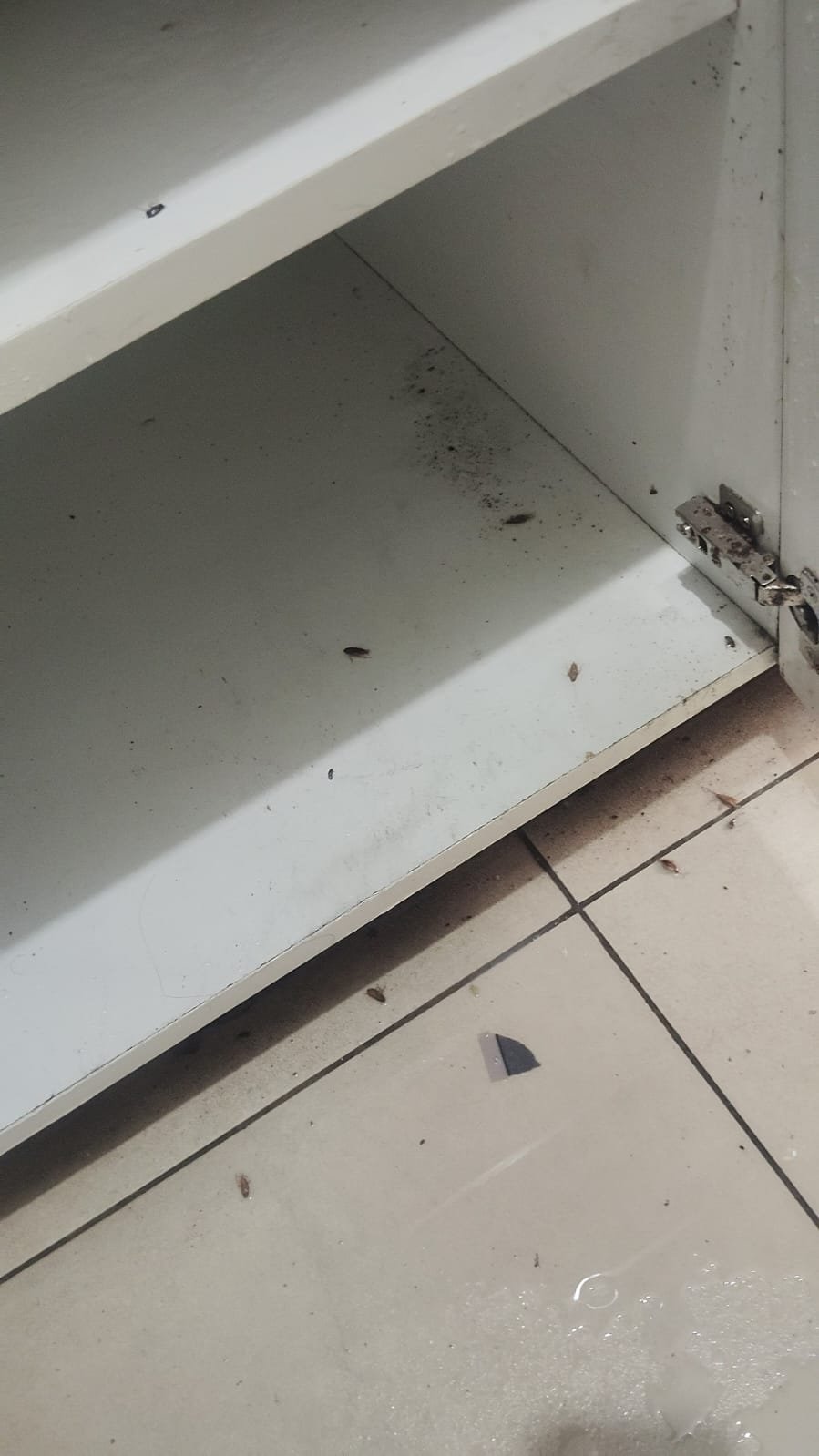 Pest control treatment result Bangalore