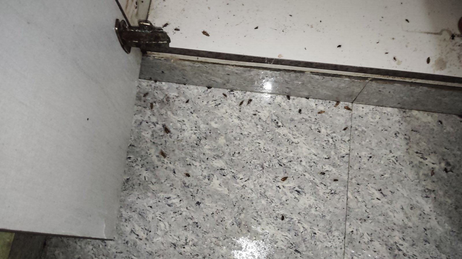 Pest control treatment result Bangalore