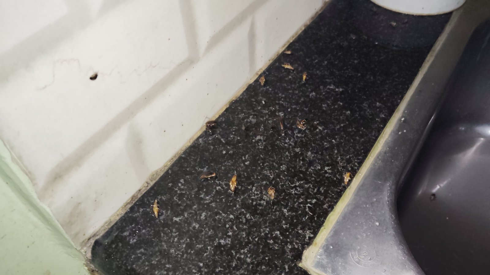 Pest control treatment result Bangalore