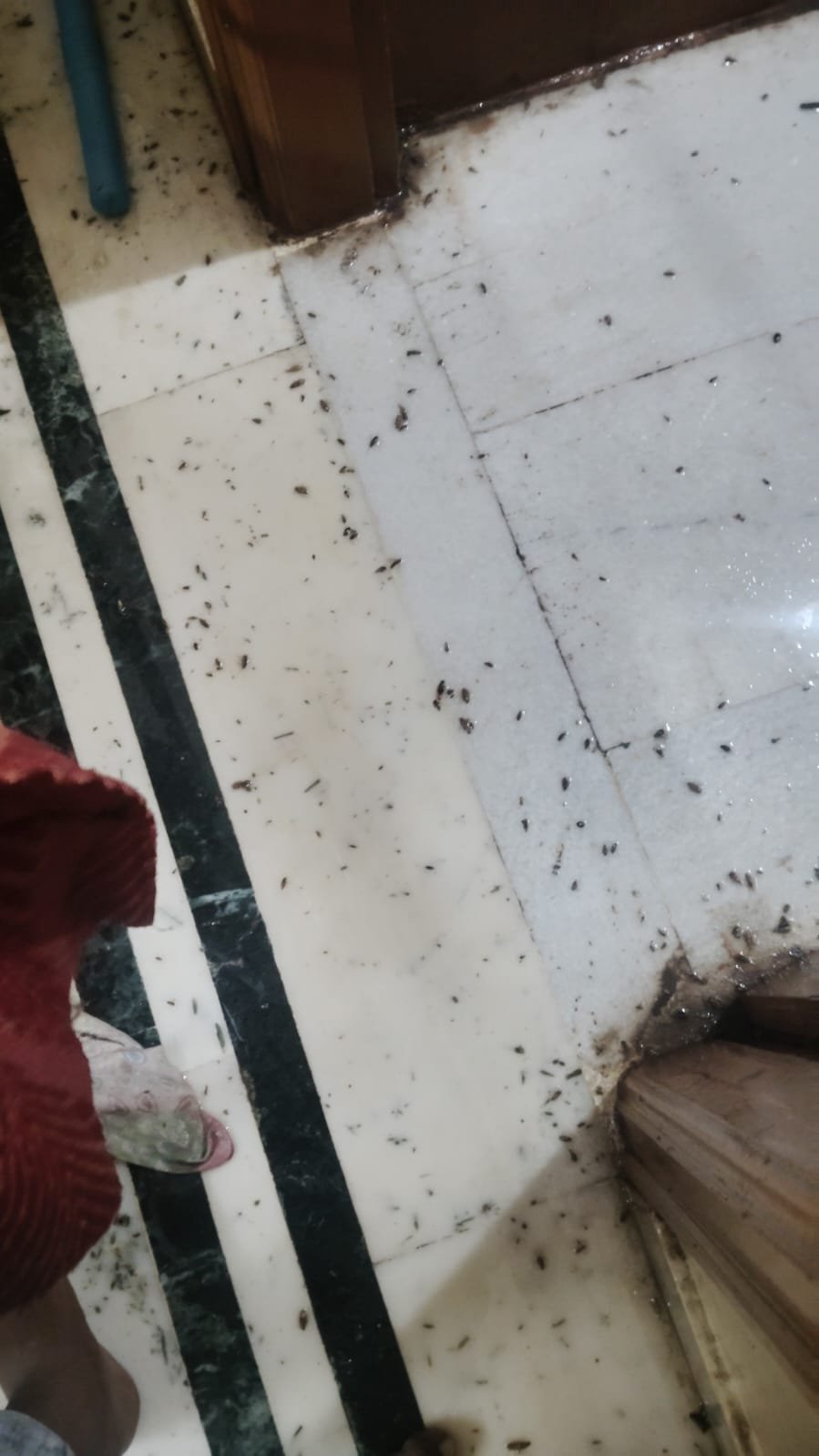 Pest control treatment result Bangalore