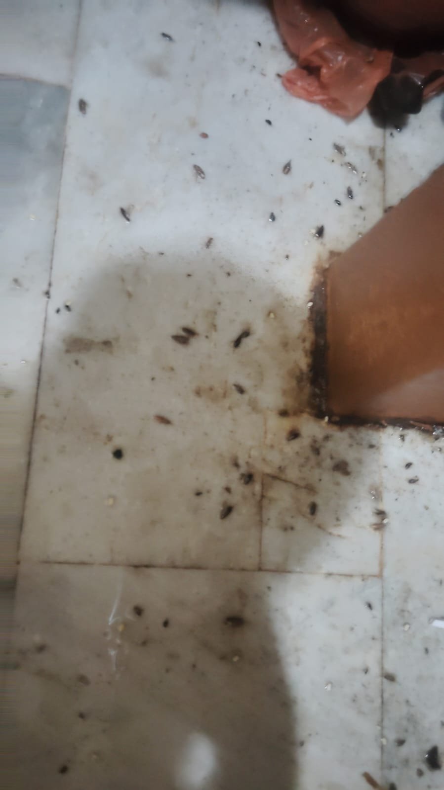 Pest control treatment result Bangalore