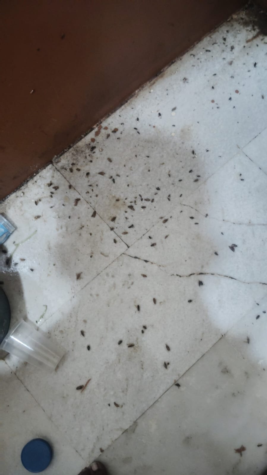 Pest control treatment result Bangalore