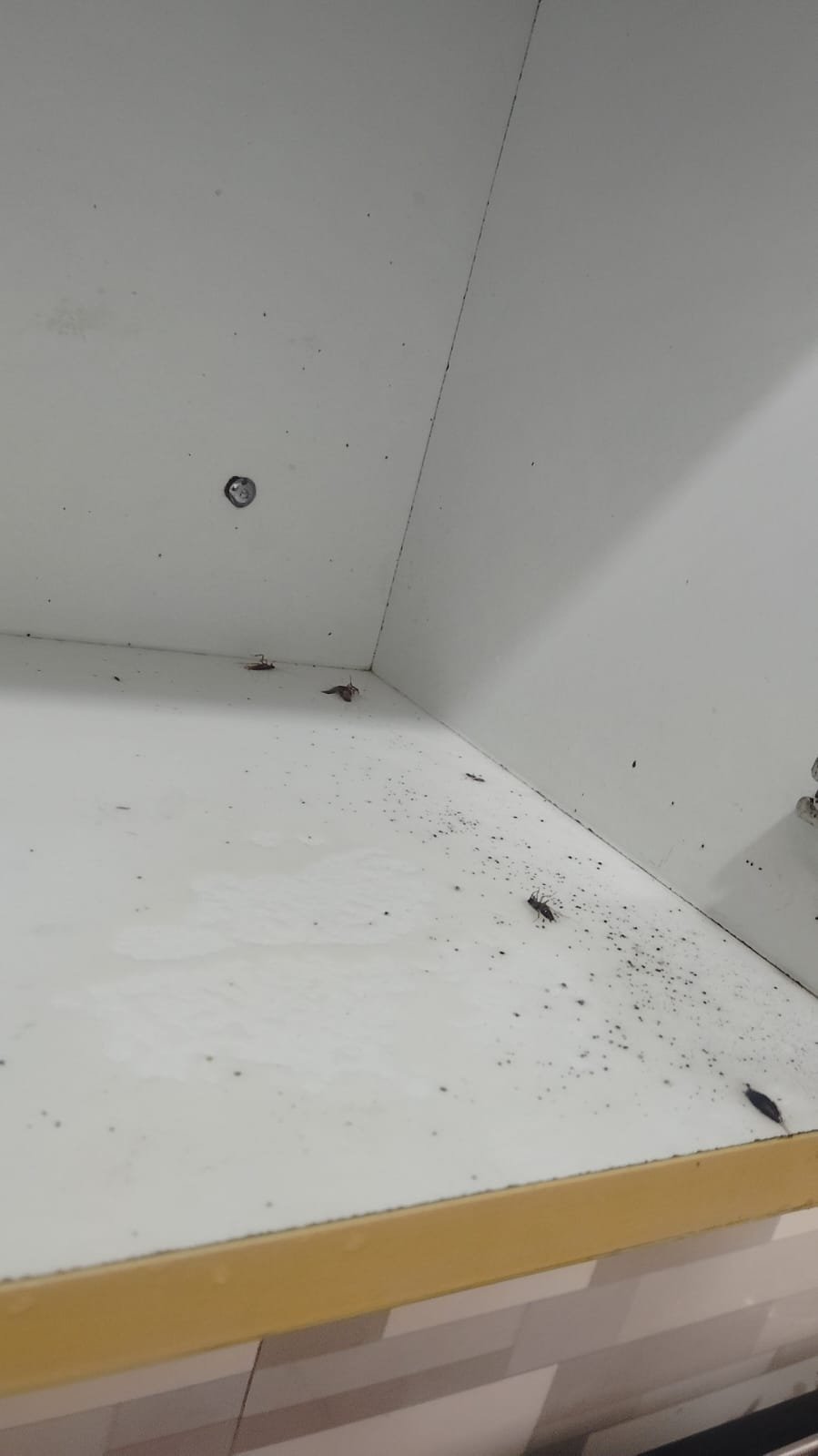 Pest control treatment result Bangalore