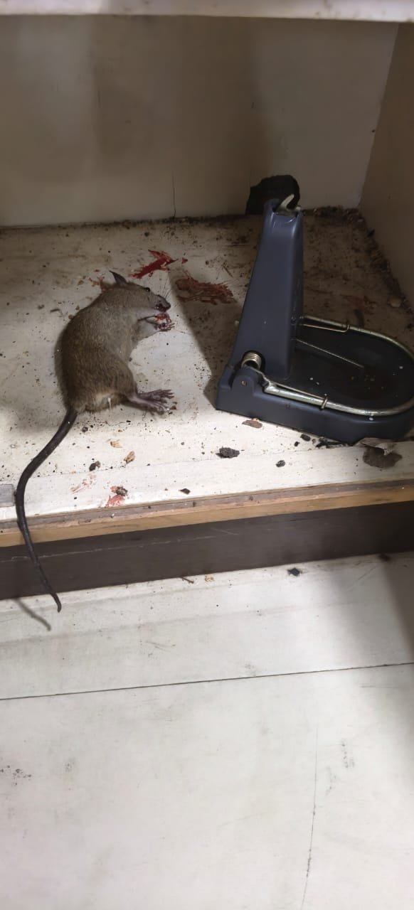 Pest control treatment result Bangalore
