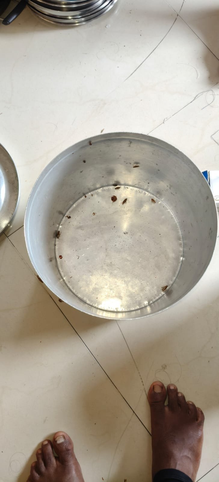 Pest control treatment result Bangalore