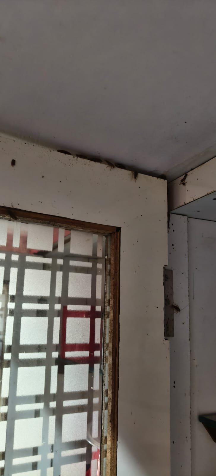 Pest control treatment result Bangalore