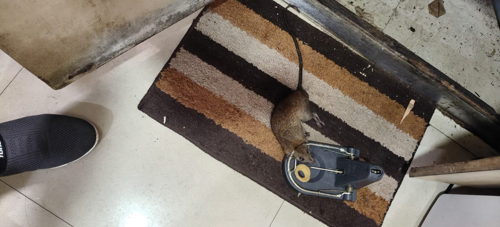 Pest control treatment result Bangalore