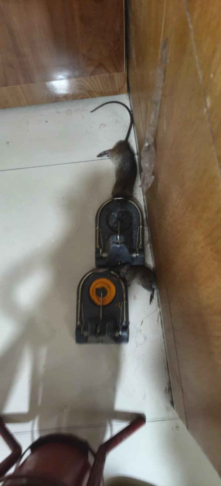 Pest control treatment result Bangalore