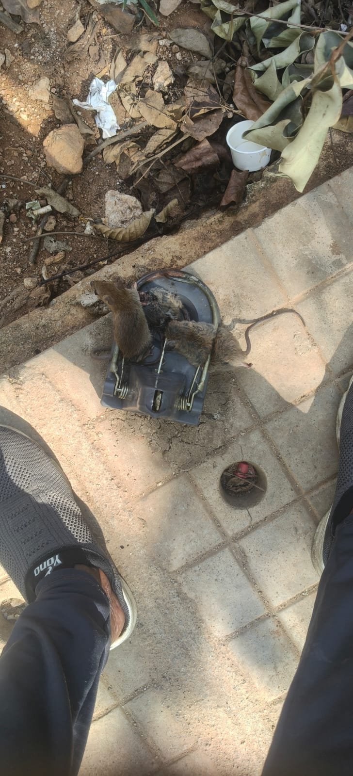 Pest control treatment result Bangalore