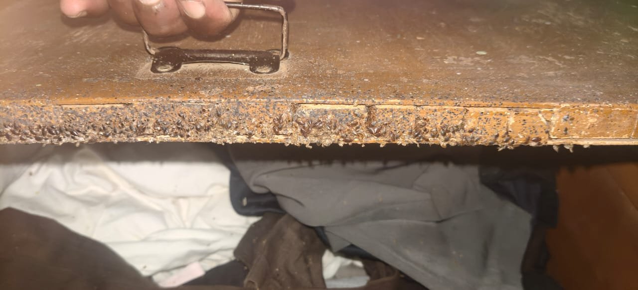Pest control treatment result Bangalore