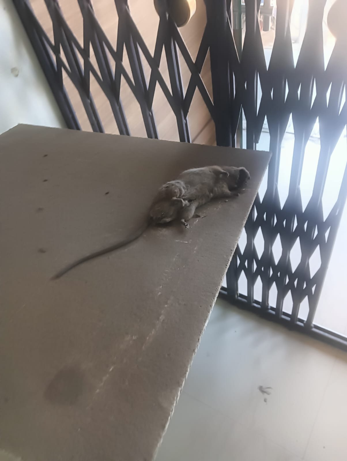 Pest control treatment result Bangalore