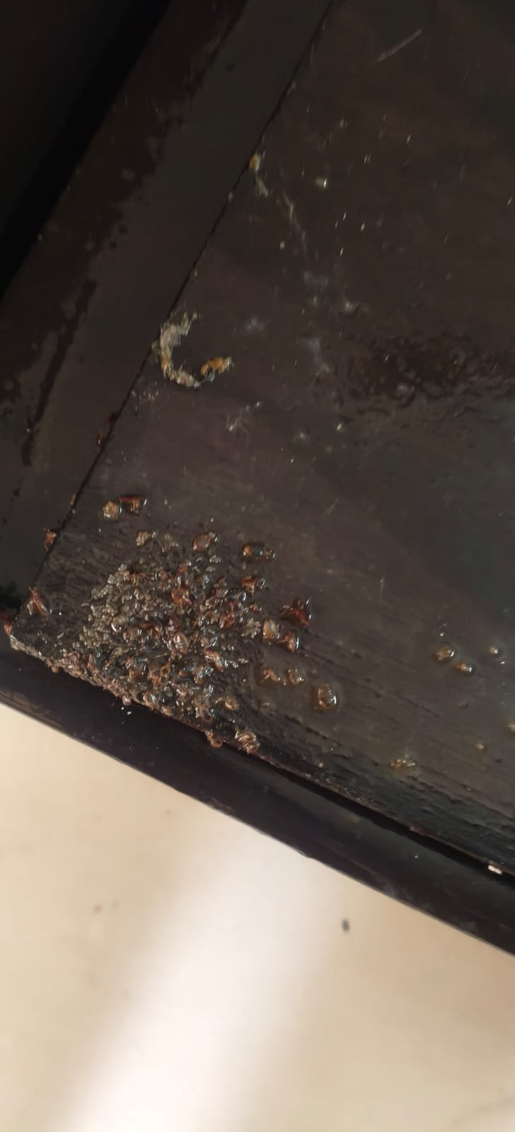 Pest control treatment result Bangalore