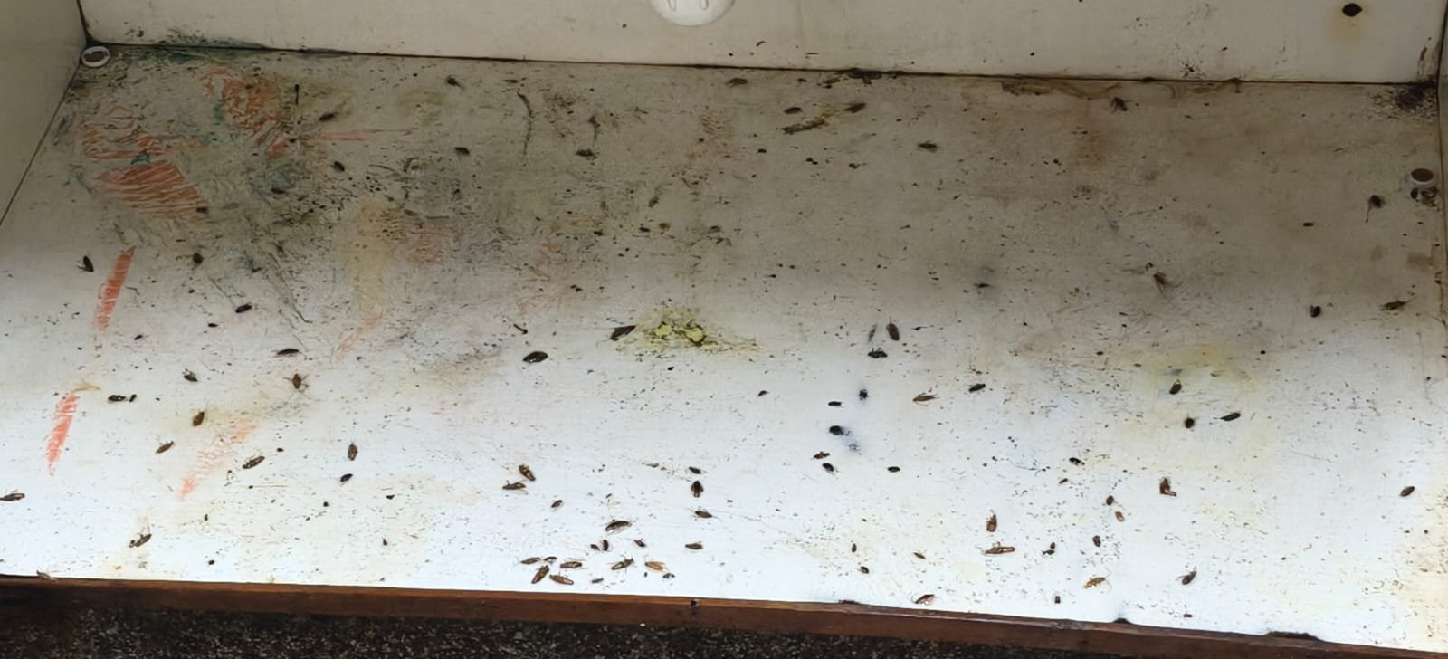 Pest control treatment result Bangalore