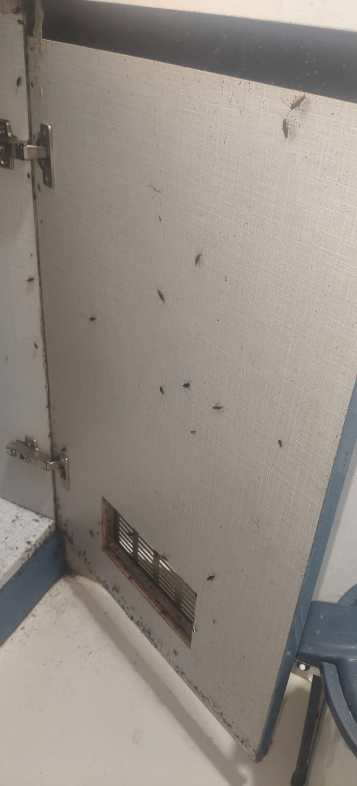 Pest control treatment result Bangalore