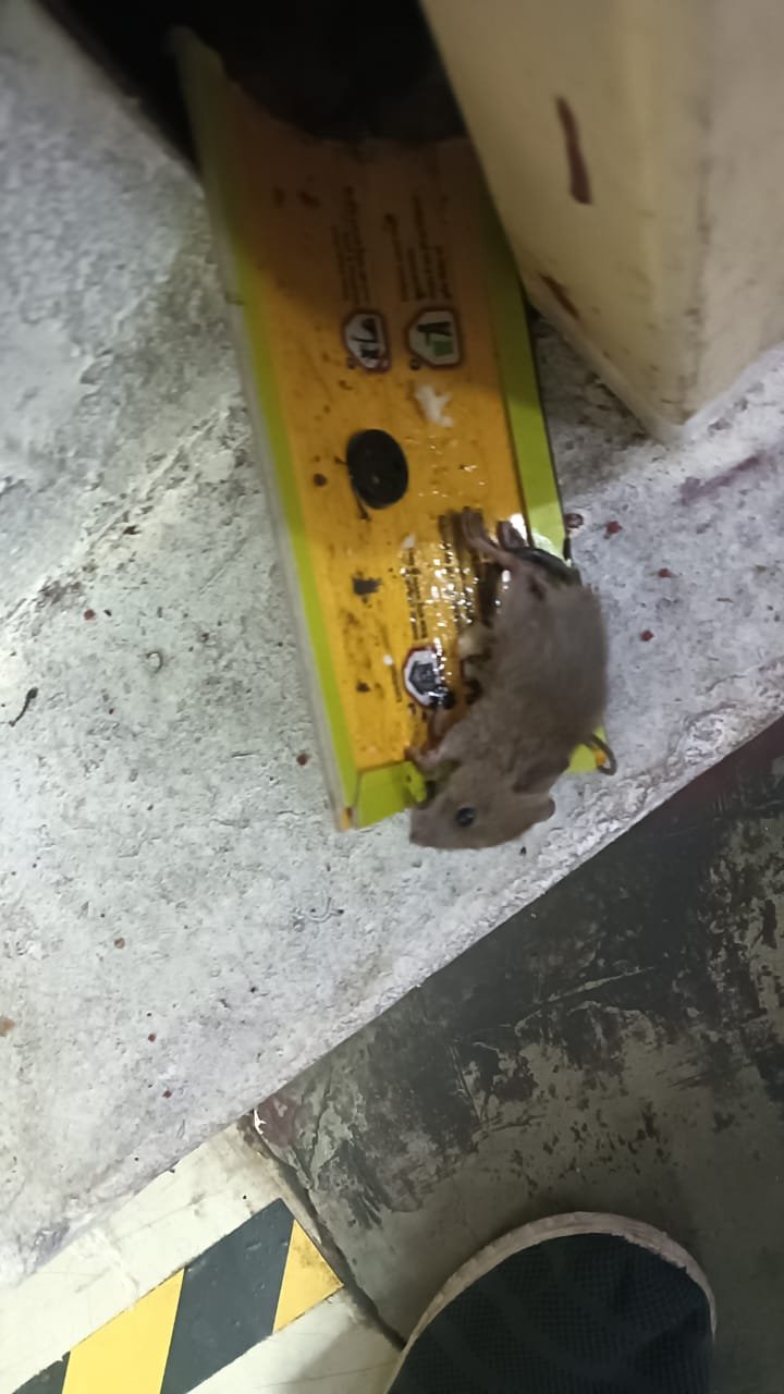 Pest control treatment result Bangalore