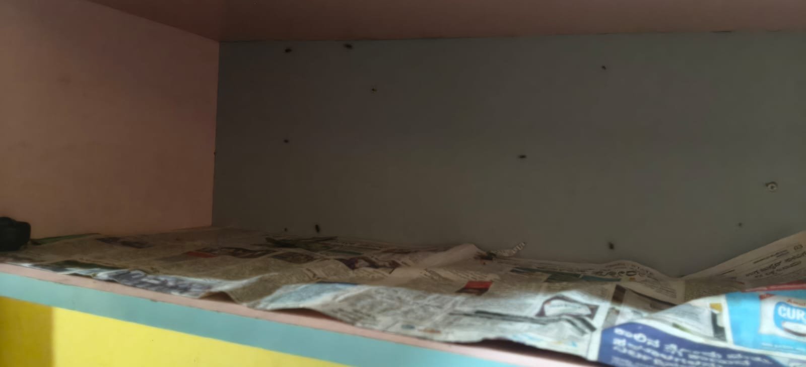 Pest control treatment result Bangalore