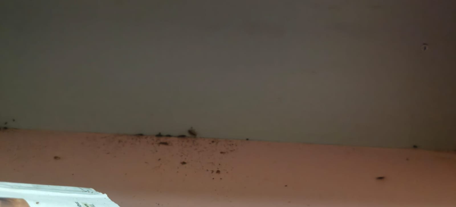 Pest control treatment result Bangalore