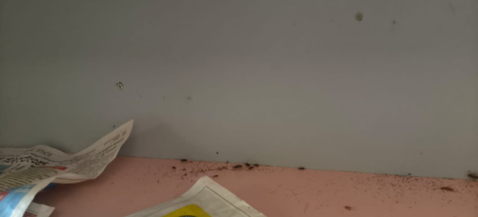 Pest control treatment result Bangalore