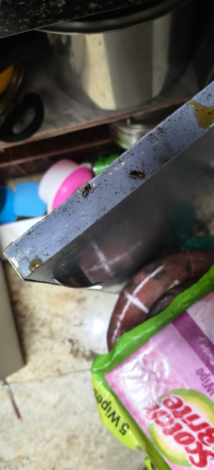 Pest control treatment result Bangalore