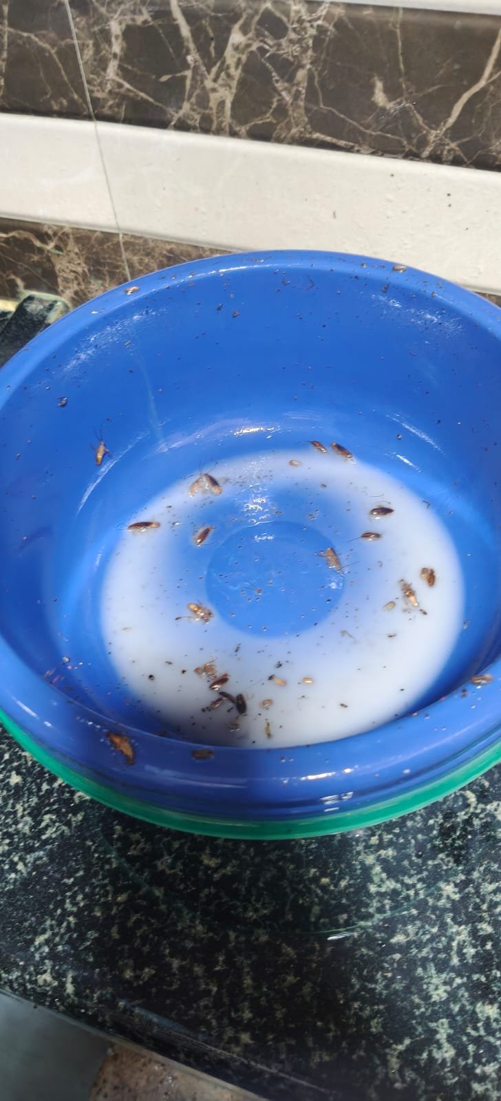 Pest control treatment result Bangalore